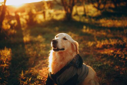 Hund3