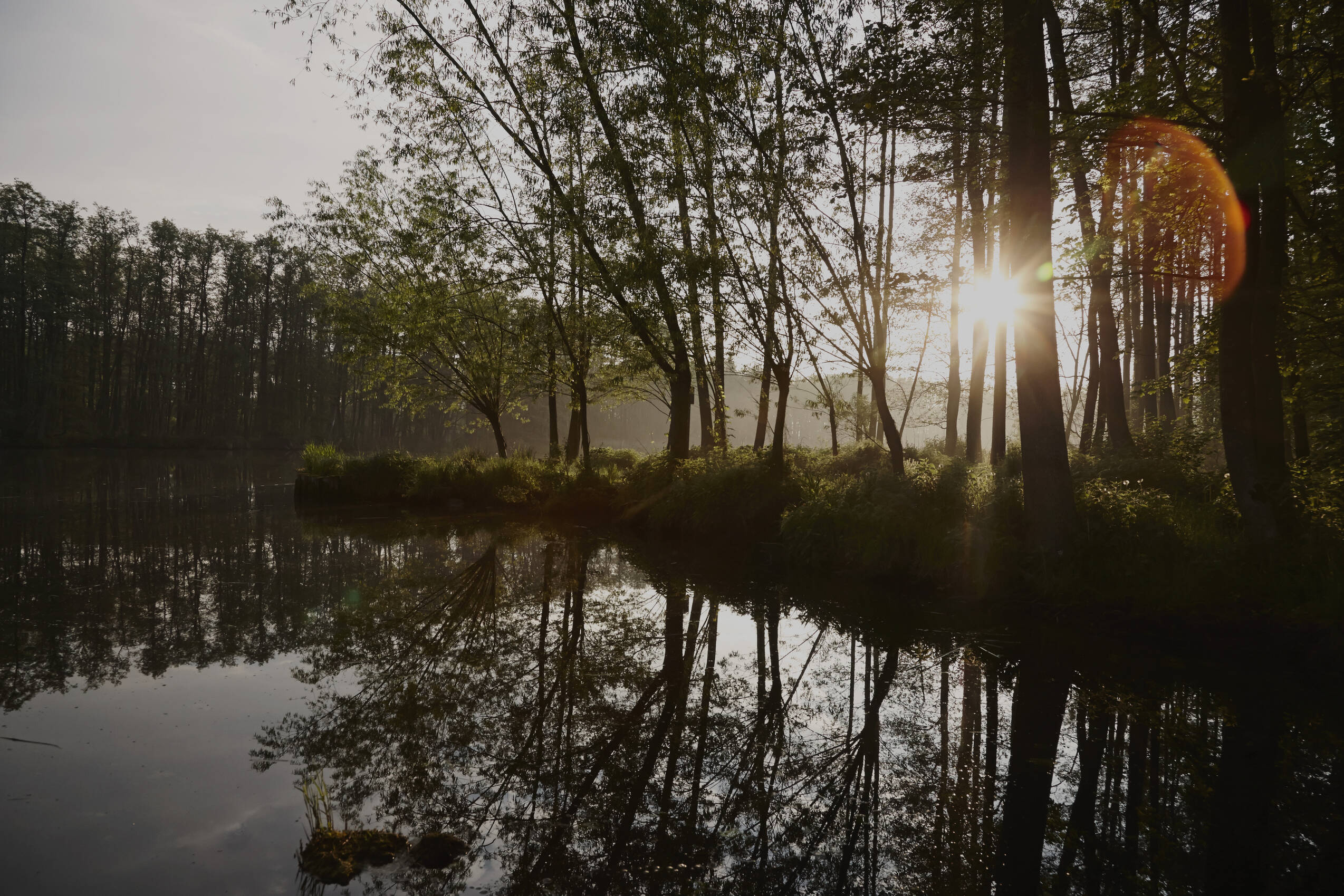 Die Morgensonne scheint durch Bäume am Seeufer, ruhiges Wasser mit klarer Spiegelung der Bäume und sanftem Licht.