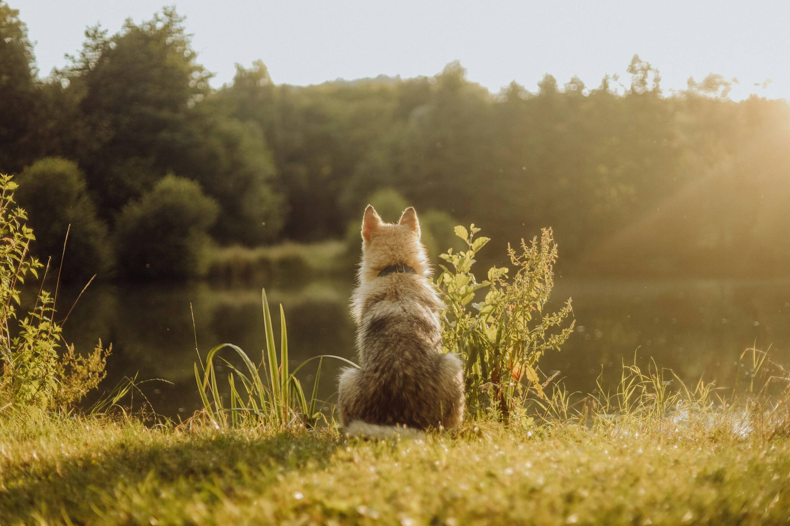 Hund