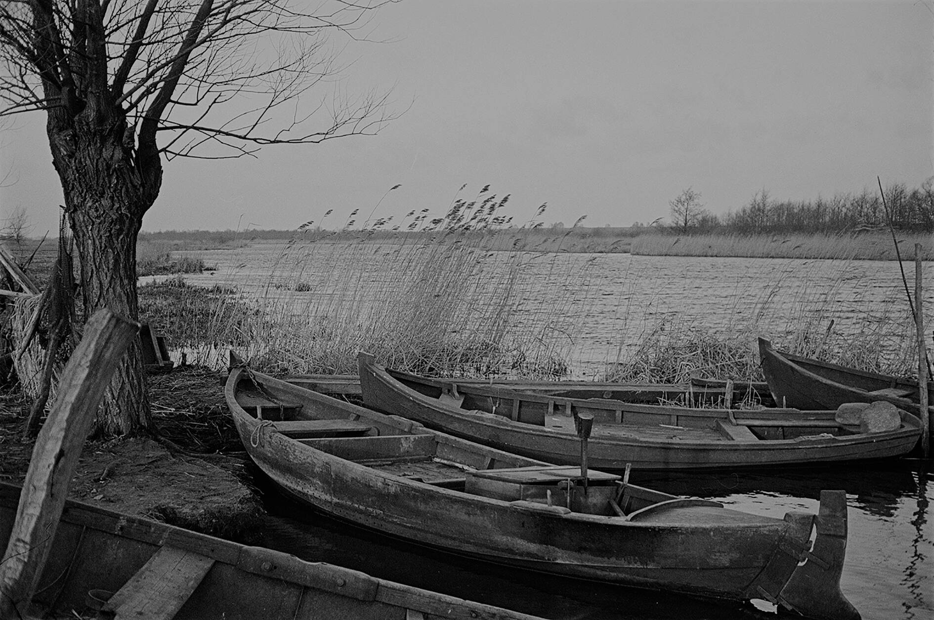 Mehrere alte Holzboote liegen am Ufer eines Flusses zwischen kahlen Bäumen und Schilf im Wind.