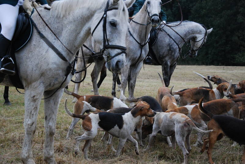 Mehrere Reitpferde mit Satteln stehen auf einer Wiese, umgeben von einer Gruppe Jagdhunde.