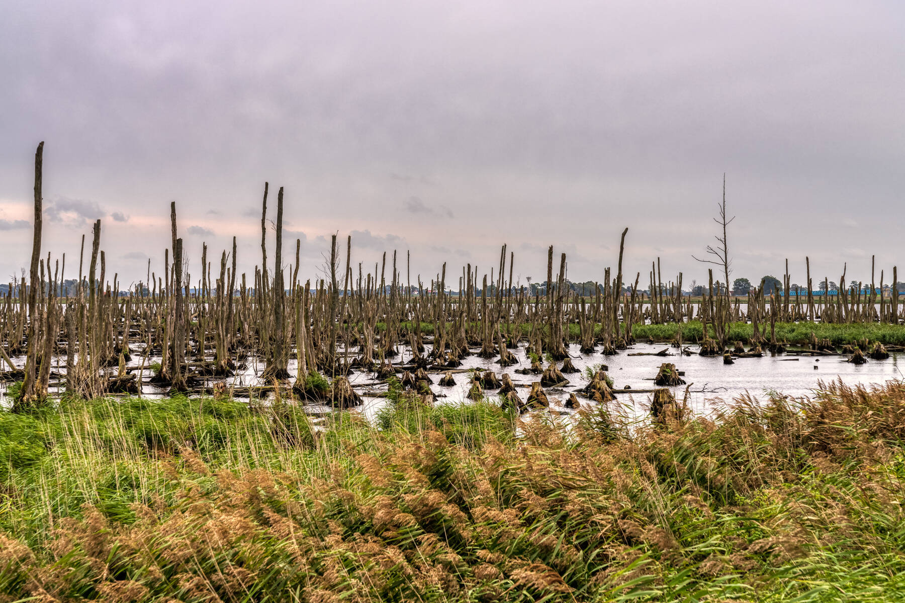 Eine wilde Moorlandschaft mit abgestorbenen Stämmen im Wasser und wehendem Schilf unter einem bewölkten Himmel.