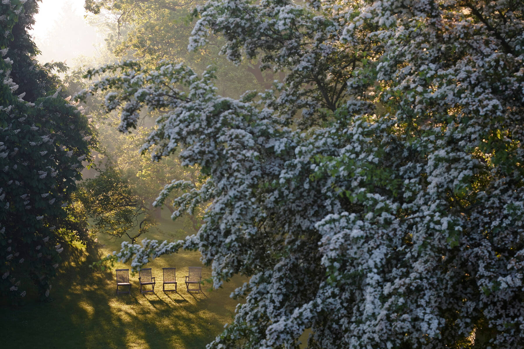 Vier Gartenstühle stehen auf einer Wiese am Peenetal, umgeben von blühenden Bäumen im Morgenlicht.