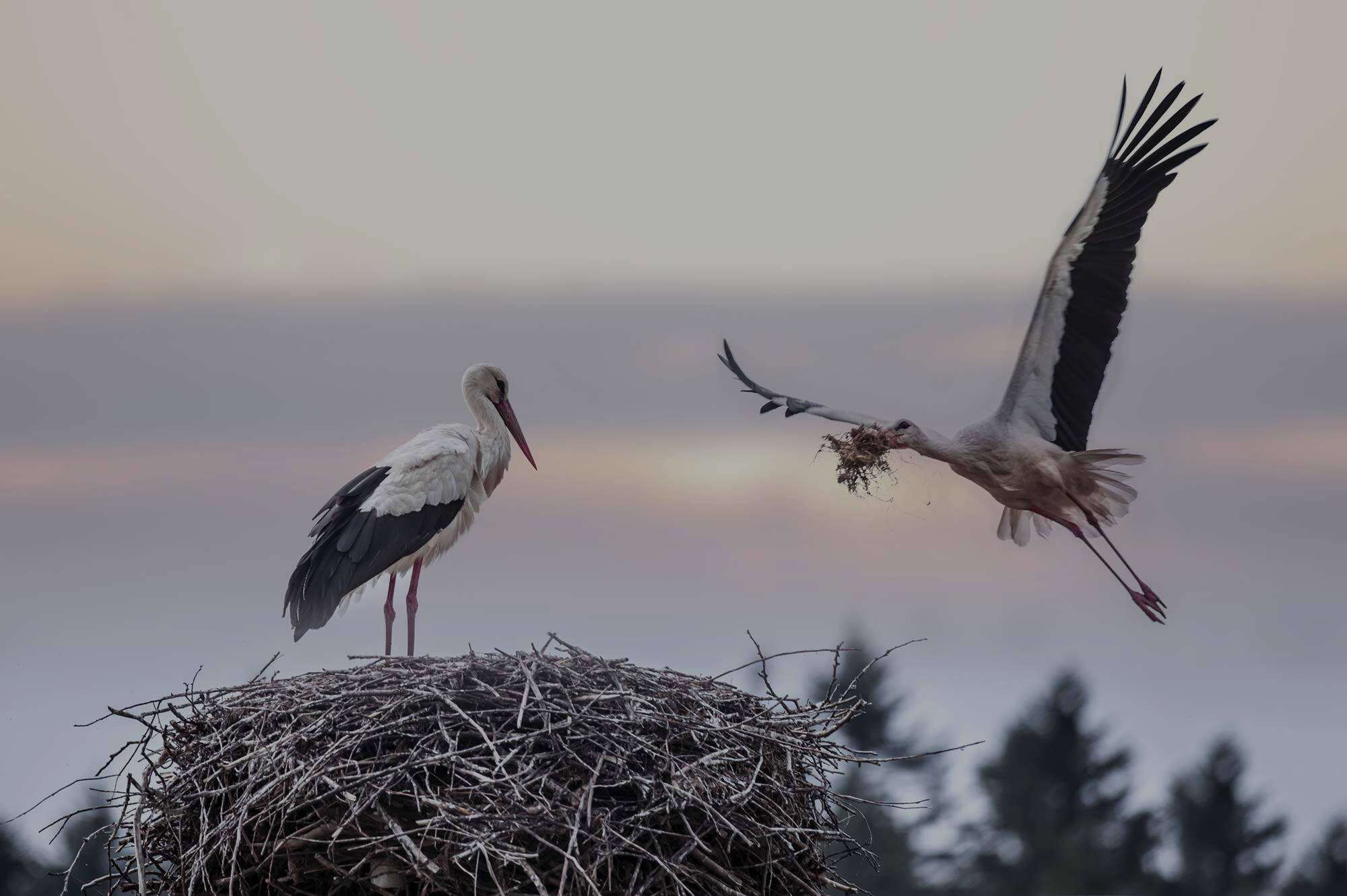 Zwei Störche stehen auf ihrem Nest, einer fliegt mit Zweigen im Schnabel heran, während die Sonne untergeht.
