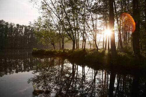 Ein stiller See mit Spiegelung der Bäume im Wasser leuchtet im zarten Licht der aufgehenden Sonne.